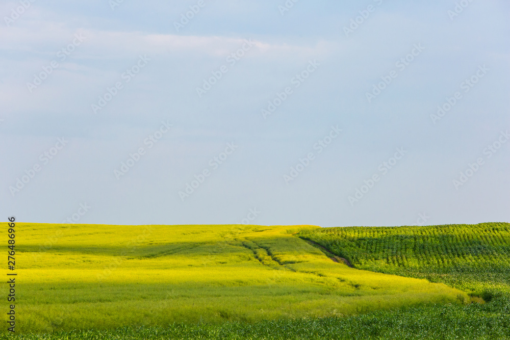 Green corn field and yellow rapeseed meadow. Farming landscape. Summer time