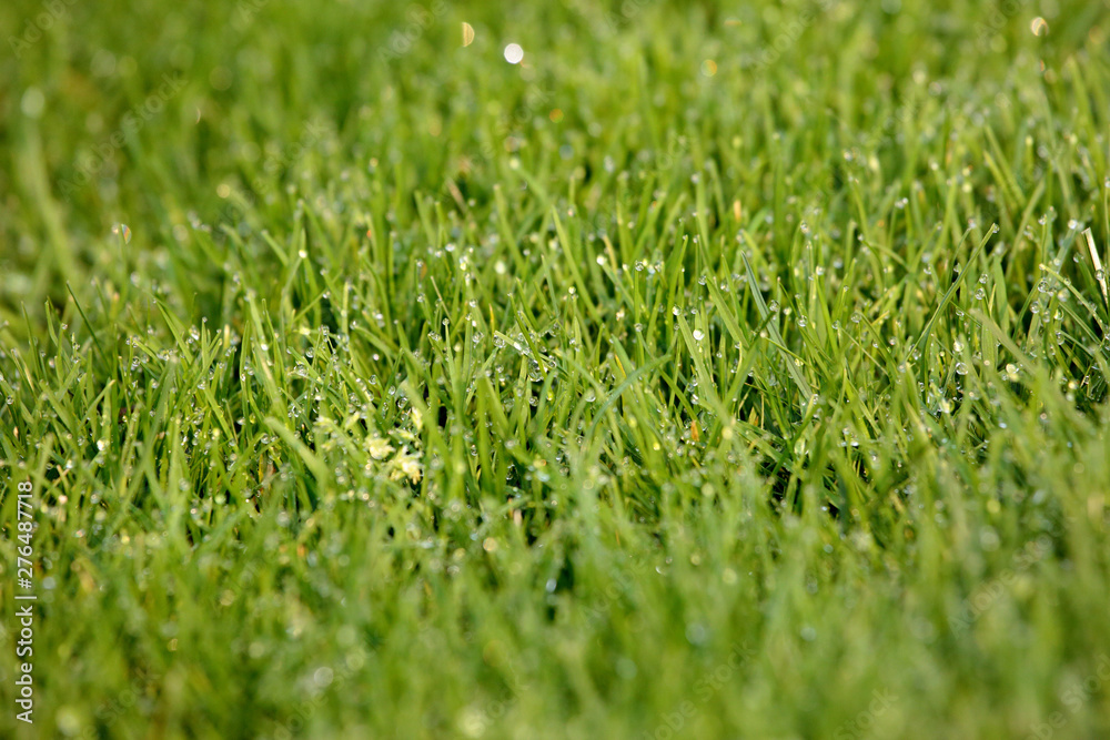 Up close photo of a grass covered in tiny water drops. Grass in a shallow depth of field Up close photo of a grass covered in tiny water drops. Grass in a shallow depth of field