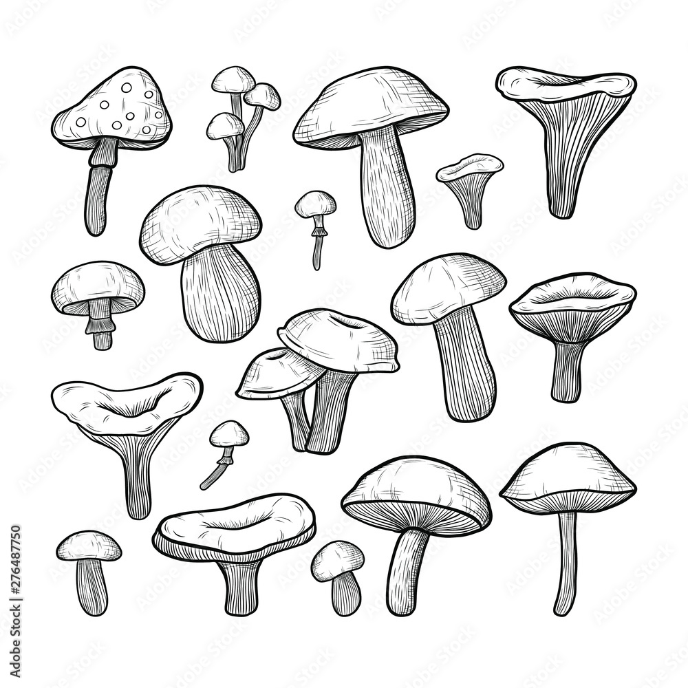 vector set of mushrooms: honey mushrooms, chanterelles, porcini, boletus, champignon. the style of engraving