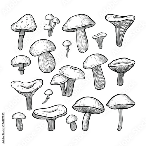 vector set of mushrooms: honey mushrooms, chanterelles, porcini, boletus, champignon. the style of engraving