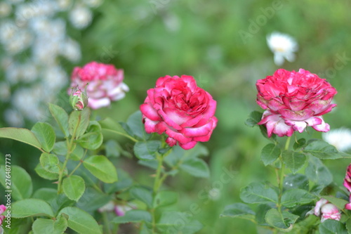 Two-color crimson roses with white against the backdrop of greenery in the garden