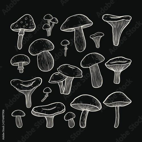 vector set of mushrooms: honey mushrooms, chanterelles, porcini, boletus, champignon. the style of engraving