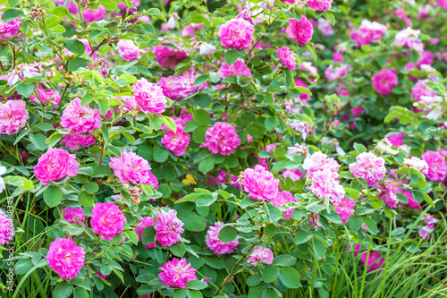 purple flowers rose bushes flowering in garden