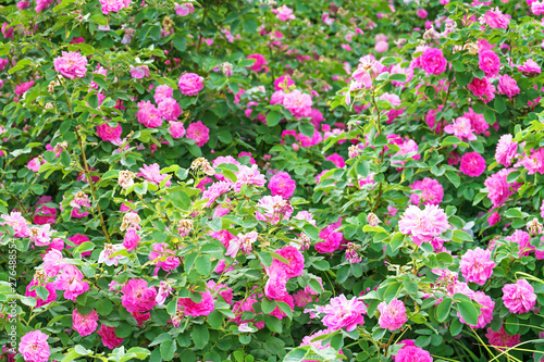 panorama of pink roses blossoming in ornamental garden