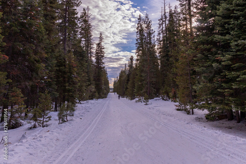 View at a ski trail in a forest between tall trees at a snow park in central Oregon near Bend