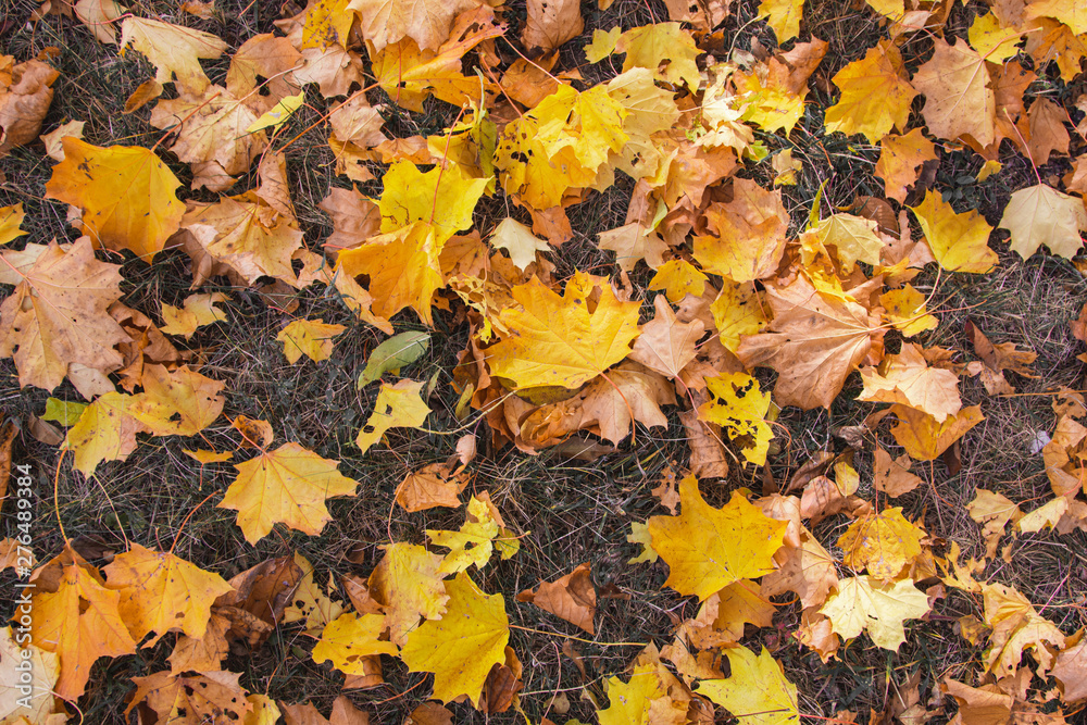 Autumn Background Concept with Yellow Leaves