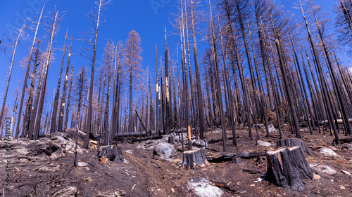 Burned trees of Yosemite park, California. Consequences of a forest fires