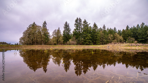 Tall trees on a side of a pond reflecting on a surface of a calm water creating a mirrored image on a pond.