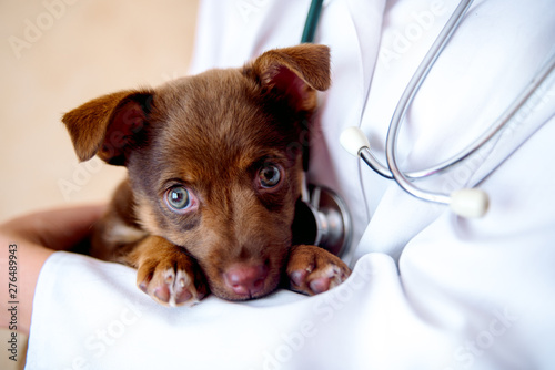 the vet examines a puppy in the hospital. the little dog got sick. puppy in the hands of a veteran doctor.