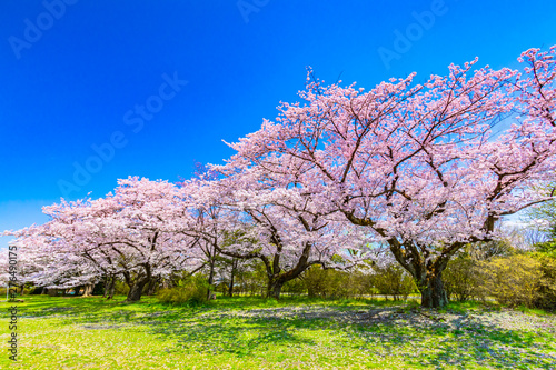 Sakura or Cherry blossom season in Japan photo