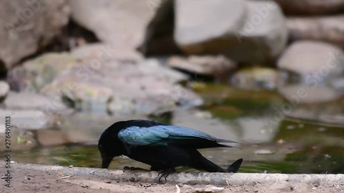 The Hair-crested Drongo or is a bird in Asia from the family Dicruridae which was conspecific with Dicrurus bracteatus or Spangled Drongo in which it can be tricky to differentiate from each other. photo