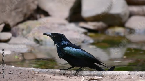 The Hair-crested Drongo or is a bird in Asia from the family Dicruridae which was conspecific with Dicrurus bracteatus or Spangled Drongo in which it can be tricky to differentiate from each other. photo