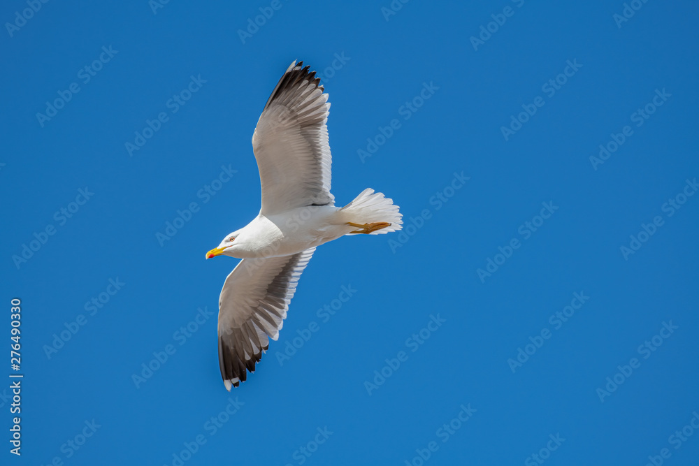 Lesser black-backed gull (Larus fuscus) in flight against sky background Lesser black-backed gull (Larus fuscus) in flight against sky background
