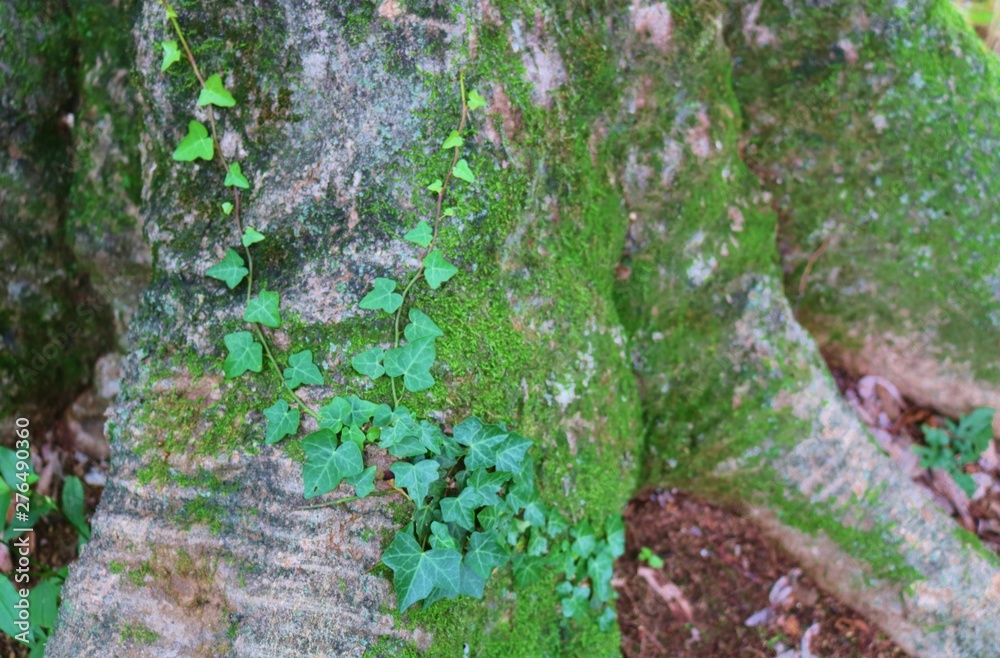 Fototapeta premium 風景 森 古木 シダ 苔 夏 茨城