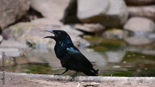 The Hair-crested Drongo or is a bird in Asia from the family Dicruridae which was conspecific with Dicrurus bracteatus or Spangled Drongo in which it can be tricky to differentiate from each other. photo