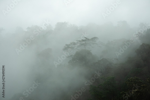 Paisaje de un bosque de niebla, lugar turístico en Cali, Colombia, propicio para el avistamiento de aves 