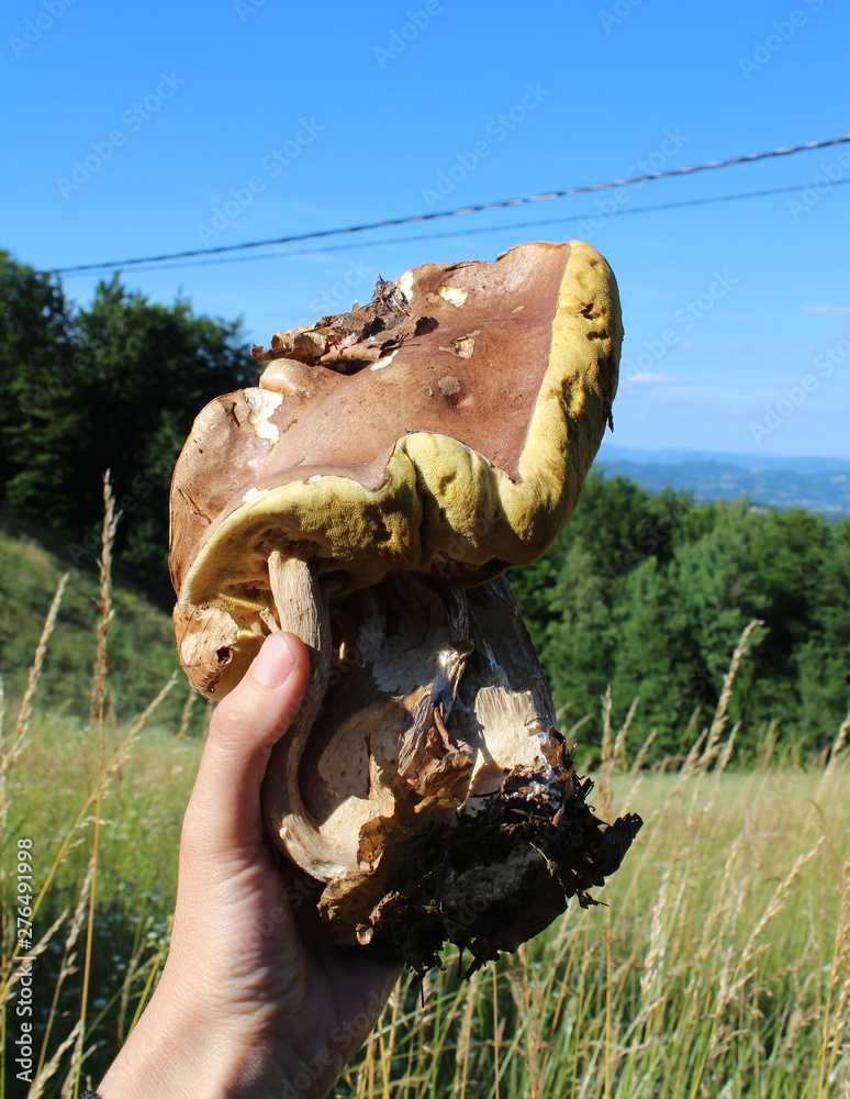 Obraz premium Very unusual shape of boletus mushroom. Boletus edulis, known as the Cep, Porcino or Penny-bun Bolete edible mushroom on the green background, raw, from the wood, macro photography