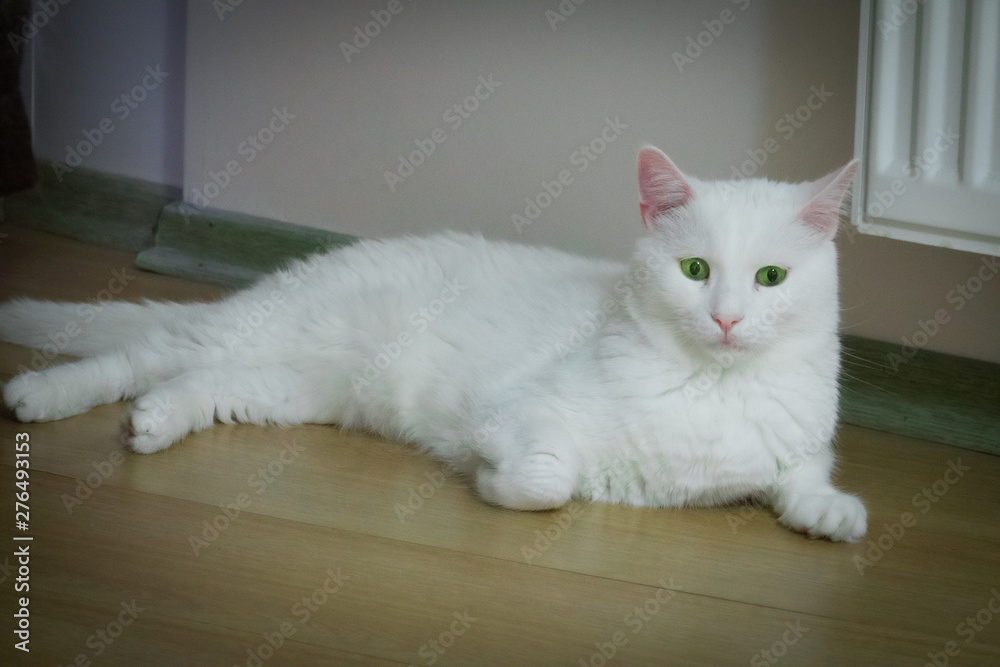 White Cat