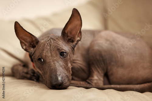 The four months old puppy of rare breed - Xoloitzcuintle, or Mexican Hairless dog, standard size. Close up portrait of dog laying on leather sofa. Cute face, selective focus. Indoors, copy space. photo