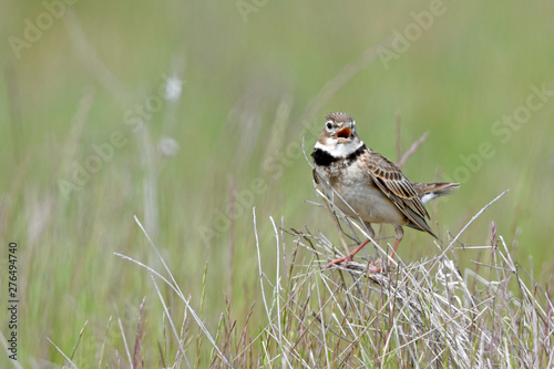 Kalanderlerche (Melanocorypha calandra) - Calandra lark photo