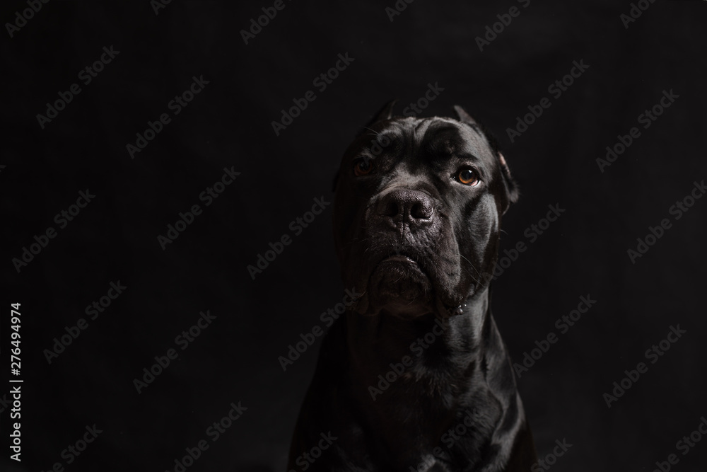Black cane corso portrait in studio on black background. Black dog on the black background. Copy Space