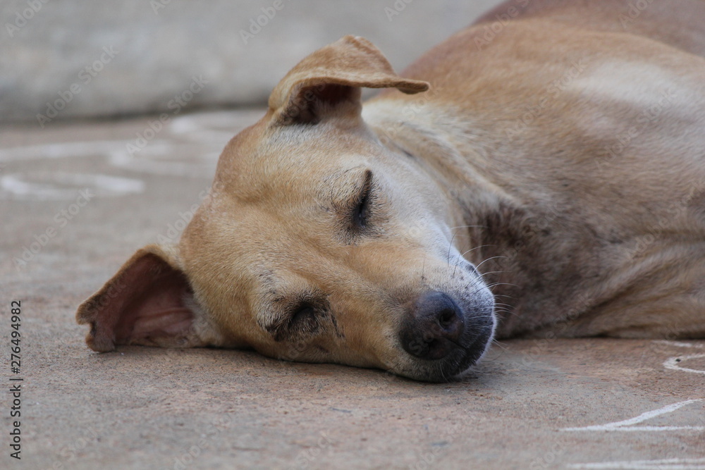 Cute and Pet Dog sleeping at outside road Cute and Pet Dog sleeping at outside road