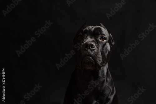 Black cane corso portrait in studio on black background. Black dog on the black background. Copy Space