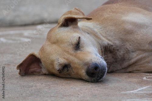 Cute and Pet Dog sleeping at outside road