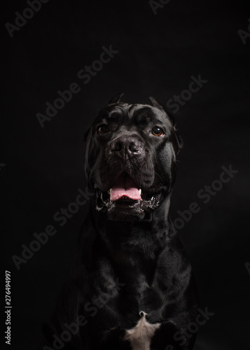 Black cane corso portrait in studio on black background. Black dog on the black background. Copy Space © Iulia