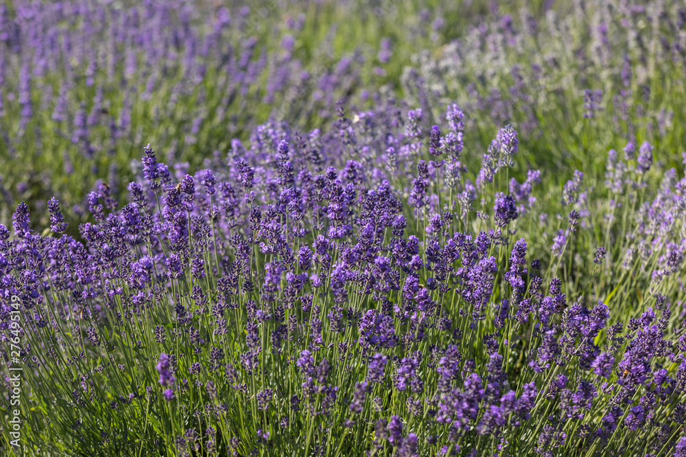 the blooming lavender flowers in Provence, near Sault, France the blooming lavender flowers in Provence, near Sault, France