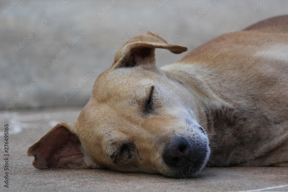 Cute and Pet Dog sleeping at outside road Cute and Pet Dog sleeping at outside road