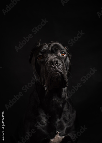 Black cane corso portrait in studio on black background. Black dog on the black background. Copy Space © Iulia