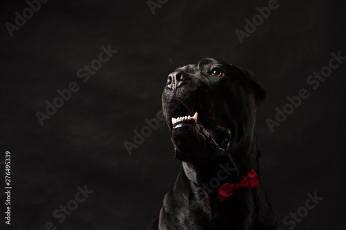 Black cane corso portrait with a red bow in studio with black background. Black dog on the black background. Dog look left. Copy Space