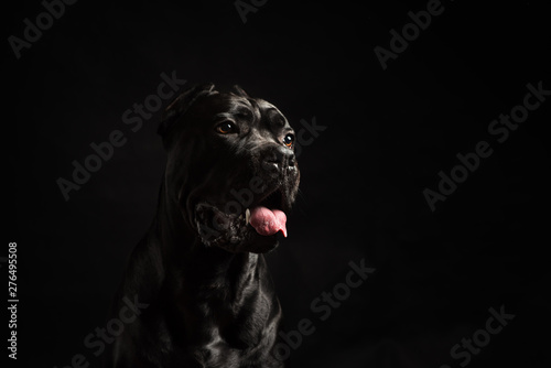 Bild auf Leinwand Black cane corso portrait in studio on black background