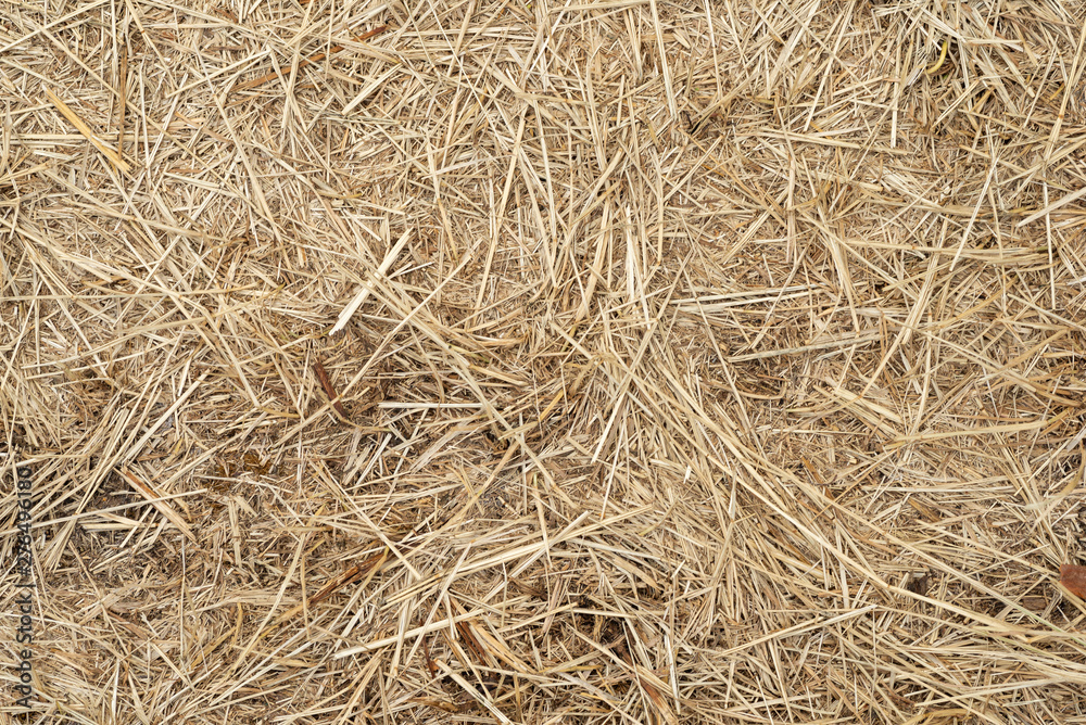 Macro texture of crushed dry grass,straw in the sun. Macro texture of crushed dry grass,straw in the sun.