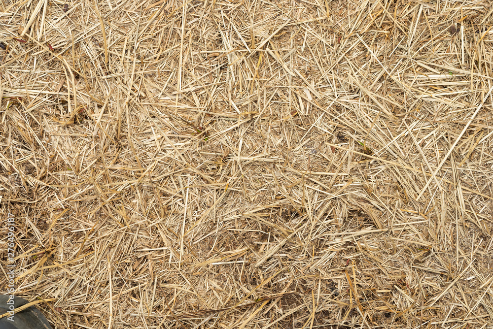 Macro texture of crushed dry grass,straw in the sun.