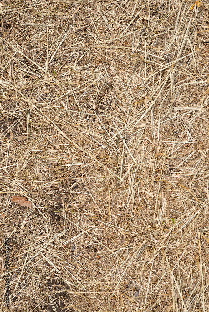 Macro texture of crushed dry grass,straw in the sun. Macro texture of crushed dry grass,straw in the sun.