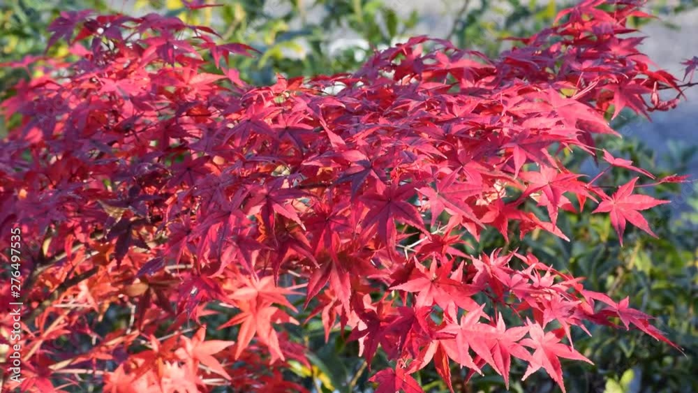 雨と紅葉 雨と紅葉