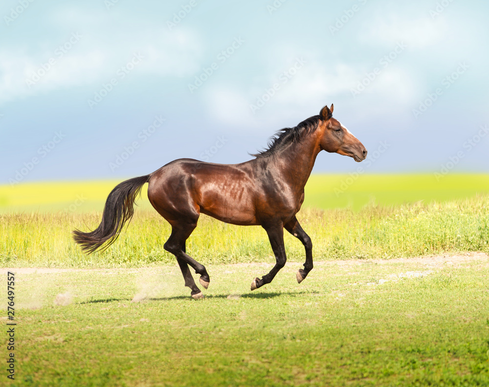 Fototapeta premium gniady koń biegnie na polu