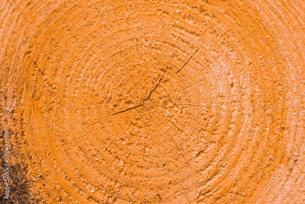 Naklejka premium Macro texture of a slice of pine trunk
