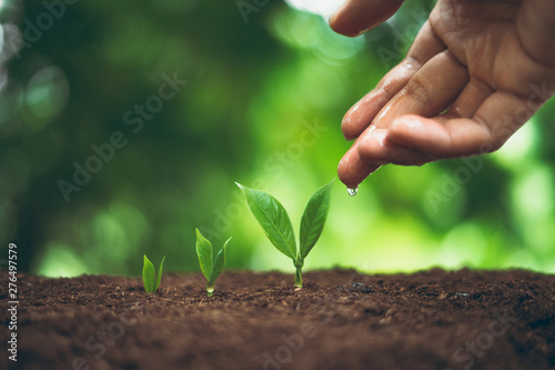 Tree plant and Growth In nature And beautiful bokeh photo