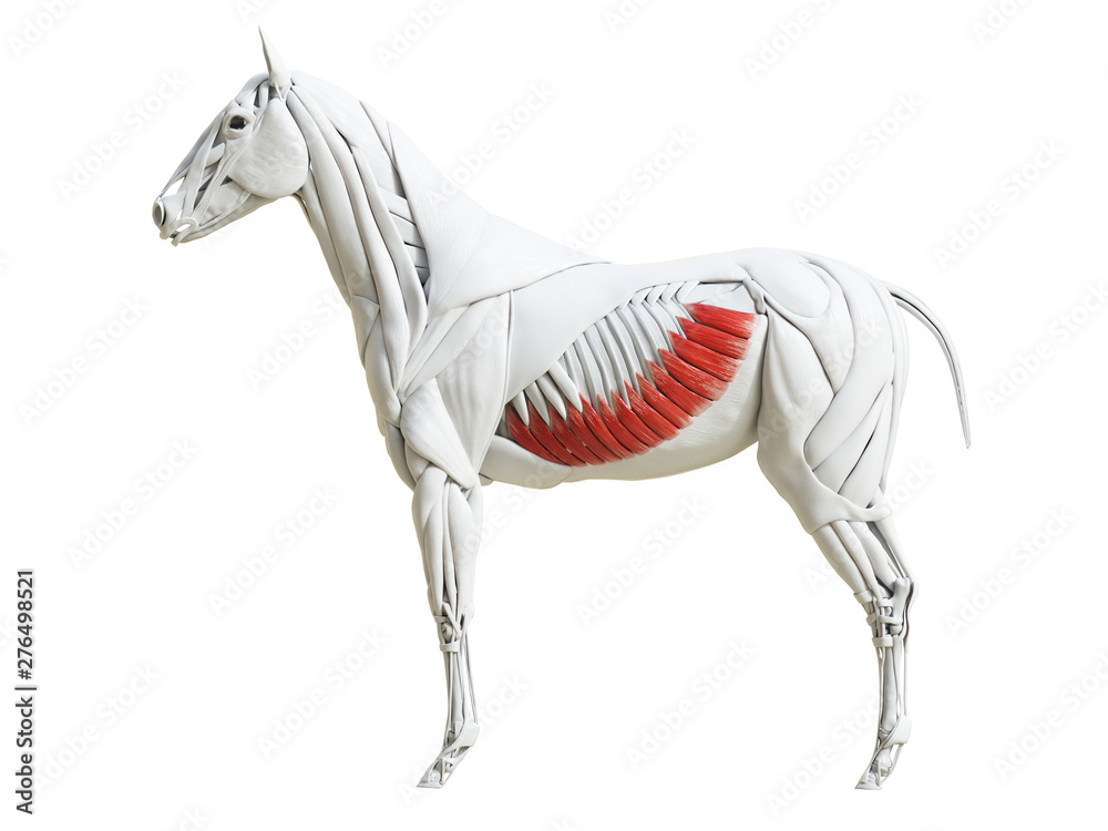 3d rendered medically accurate illustration of the equine muscle anatomy - external abdominal oblique