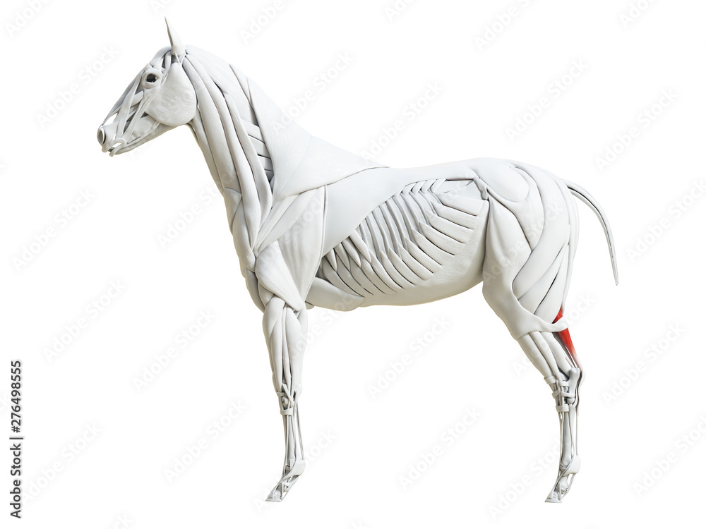 3d rendered medically accurate illustration of the equine muscle anatomy - gastrocnemius 3d rendered medically accurate illustration of the equine muscle anatomy - gastrocnemius
