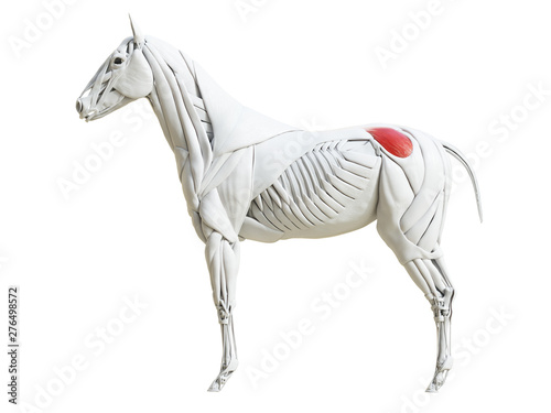 3d rendered medically accurate illustration of the equine muscle anatomy - gluteus medius
