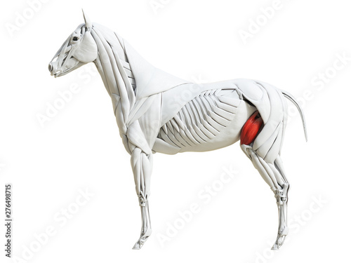 Quadro su tela 3d rendered medically accurate illustration of the equine muscle anatomy - quadr