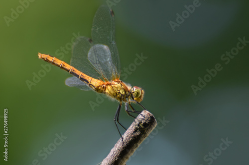Dragonfly on a branch, macro close-up with smooth bokeh background