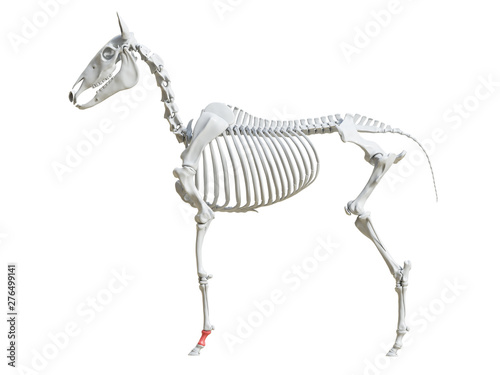 3d rendered medically accurate illustration of the equine skeleton - first phalange