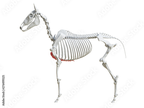 3d rendered medically accurate illustration of the equine skeleton - sternum