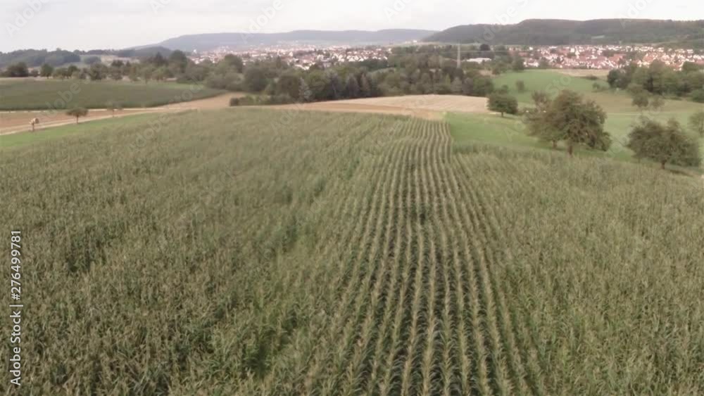 Aerial view of a corn field. A drone flies the field. Small town and hills in the background. Aerial view of a corn field. A drone flies the field. Small town and hills in the background.