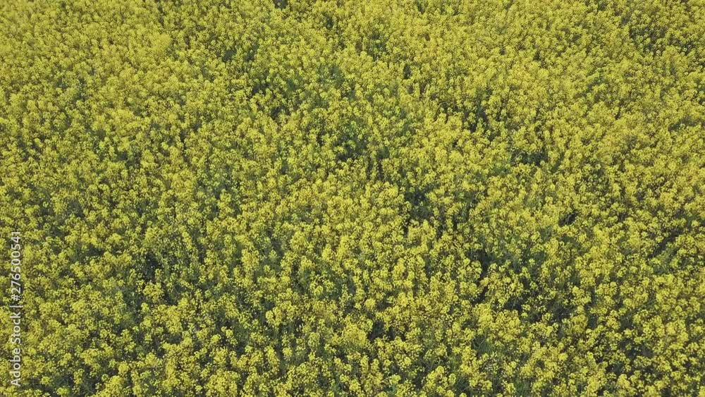 Aerial view Field of rape in full flower top shot in 4k Aerial view Field of rape in full flower top shot in 4k